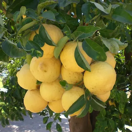 別荘 Claudia サンタニェッロ